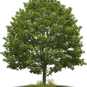 Plantar Árbol