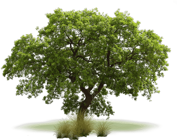 Plantar Árbol - Imagen 6